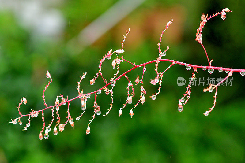 Heuchera /珊瑚钟